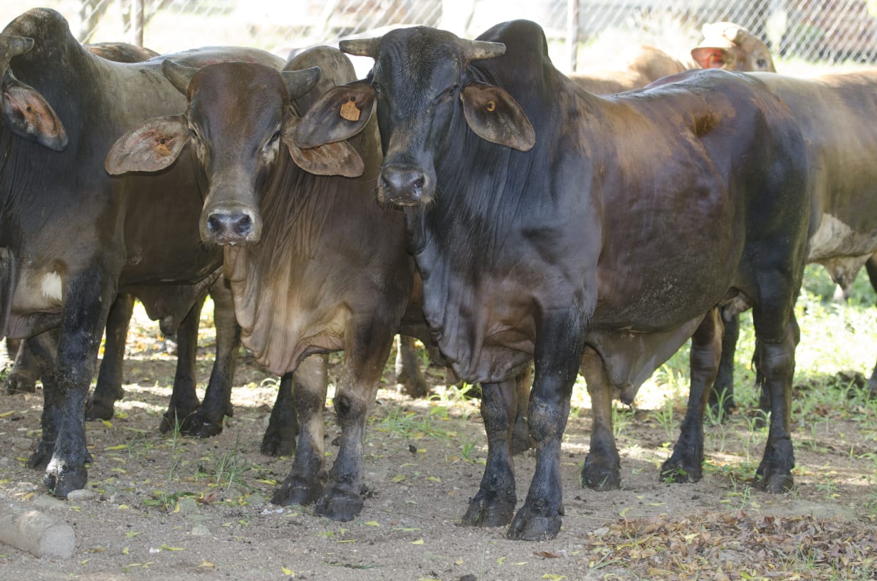 Invasiones y siembra de pastos para ganado degradan Reserva Indio Maíz